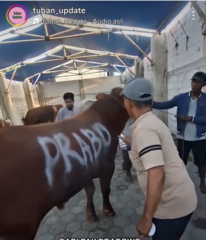 
					Hewan korban rermasul sapi dari Presiden Prabowo, pada acara Iedul Adha, Rabu 27 Mei 2026. Foto: isr