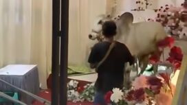 Sapi limousine kaget mendengar dentuman musik keras. Hewan korban ini mengamuk. Merusak tendan dan pelaminan, Selasa 26 Mei 2026 di Purwokerto, Jateng. Foto: instagram@pantaucom