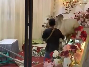 Sapi limousine kaget mendengar dentuman musik keras. Hewan korban ini mengamuk. Merusak tendan dan pelaminan, Selasa 26 Mei 2026 di Purwokerto, Jateng. Foto: instagram@pantaucom