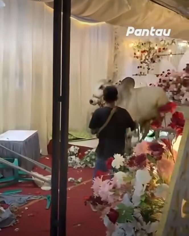 
					Sapi limousine kaget mendengar dentuman musik keras. Hewan korban ini mengamuk. Merusak tendan dan pelaminan, Selasa 26 Mei 2026 di Purwokerto, Jateng. Foto: instagram@pantaucom