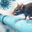 Penyebab hantavirus