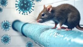 Penyebab hantavirus