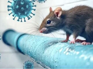 Penyebab hantavirus