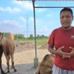 Peternakan unta di Mojokerto
