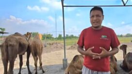 Peternakan unta di Mojokerto