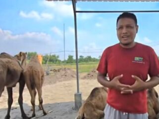 Peternakan unta di Mojokerto
