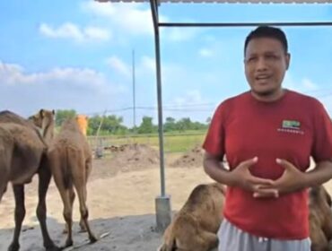 Peternakan unta di Mojokerto