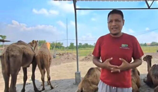 
					Peternakan unta di Mojokerto