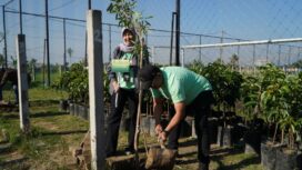 PT Pegadaian Kanwil XII Surabaya melakukan gerakan lenghijauan menanam 240 pohon alpukat alogator dan bunga tabebuya di desa Ngijo, Karangploso. Kabuapten Malang, Minggu, 7 Juni 2026. Foto: ist