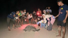 Para aktivis bersuka cita bertemu induk penya di area konservasi penyu di pantai Tatar Sepang, Sumbasa Barat. Foto: ist