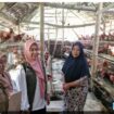 Ilustrasi bantuan 9 paket untuk pengembangan peternakan ayam petelur Jombang. Foto: ist