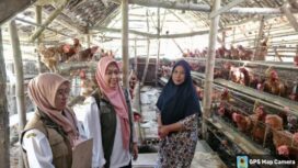 Ilustrasi bantuan 9 paket untuk pengembangan peternakan ayam petelur Jombang. Foto: ist