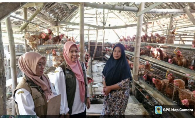 
					Ilustrasi bantuan 9 paket untuk pengembangan peternakan ayam petelur Jombang. Foto: ist 