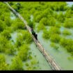Turut menjaga kelestarian eko sistem alam, PT Peteokimia Greik, tanam 1.000 mangrove di wilayah Bungah, Gresik. Foto: ist