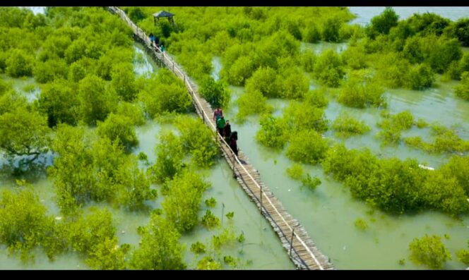 
					Turut menjaga kelestarian eko sistem alam, PT Peteokimia Greik, tanam 1.000 mangrove di wilayah Bungah, Gresik. Foto: ist