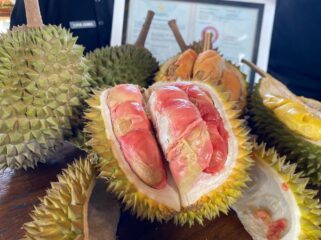 Indonesia kaya varietas
