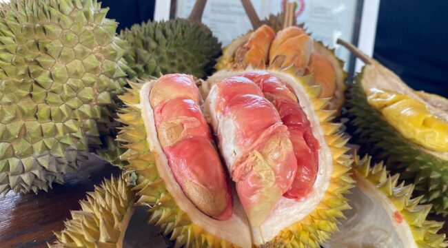 Indonesia kaya varietas