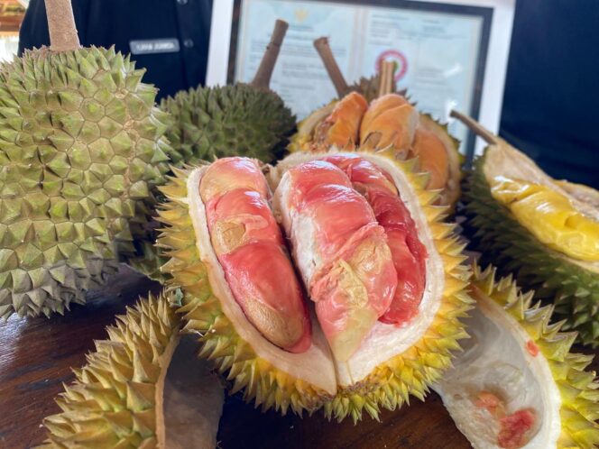 
					Indonesia kaya varietas