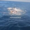 Sebuah kaoal tunda, Tugboat BMT 20 tenggelam di perairan Bawean, Gresik, Jatim, akibat dihantam gelombang, Sasa, 15 September 2026. Foto: instagram@feedgramindo