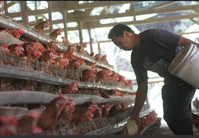 
					Mentan Siapkan Rp3 T Bangun Pusat Pengembangan Bibit Ayam di Malang