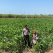 Bhabinkamtibmas bersama petani desa setempat saat cek kondisi tanaman jagung
