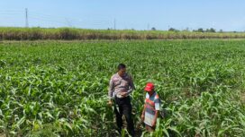 Bhabinkamtibmas bersama petani desa setempat saat cek kondisi tanaman jagung