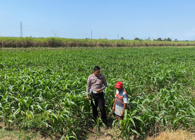 
					Bhabinkamtibmas bersama petani desa setempat saat cek kondisi tanaman jagung