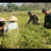 Prajurit yang dilibatkan dalam membantu TMMD 130 di desa Klitih, Plandaan juga aktof membantu panrnncabe di ladang warga. Foto: ist
