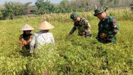 Prajurit yang dilibatkan dalam membantu TMMD 130 di desa Klitih, Plandaan juga aktof membantu panrnncabe di ladang warga. Foto: ist