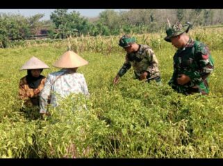 Prajurit yang dilibatkan dalam membantu TMMD 130 di desa Klitih, Plandaan juga aktof membantu panrnncabe di ladang warga. Foto: ist
