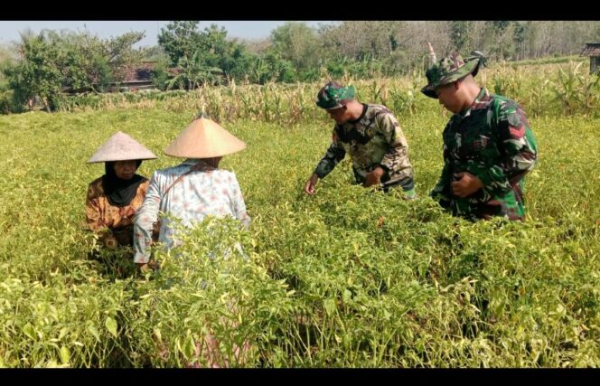 
					Prajurit yang dilibatkan dalam membantu TMMD 130 di desa Klitih, Plandaan juga aktof membantu panrnncabe di ladang warga. Foto: ist