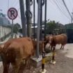 Dua dari 14 ekor sapi mati. Akibat truk pengangkut tabrak dua truk di depannya. Peristiwa terjadi di Perak, Jonbang, Rabu pagi 28 Oktober 2026. Foto: ist