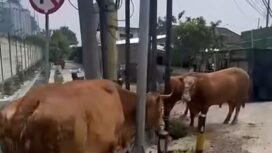 Dua dari 14 ekor sapi mati. Akibat truk pengangkut tabrak dua truk di depannya. Peristiwa terjadi di Perak, Jonbang, Rabu pagi 28 Oktober 2026. Foto: ist