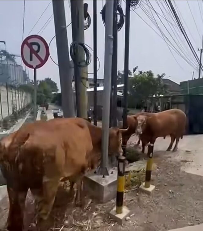 
					Dua dari 14 ekor sapi mati. Akibat truk pengangkut tabrak dua truk di depannya. Peristiwa terjadi di Perak, Jonbang, Rabu pagi 28 Oktober 2026. Foto: ist